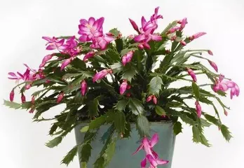 When does the crab cactus bloom, beautiful blooming in autumn and winter, and care guide2