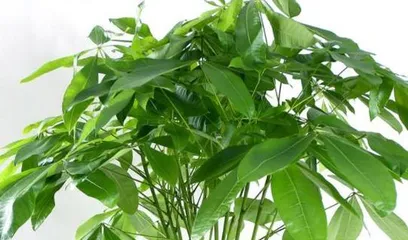 Cultivation Tips for Hydroponic Lucky Bamboo (How to Make Hydroponic Lucky Bamboo More Thriving?)0