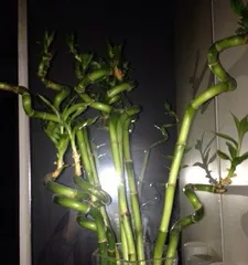 How to prune when bamboo roots turn yellow to restore vitality and regain greenery