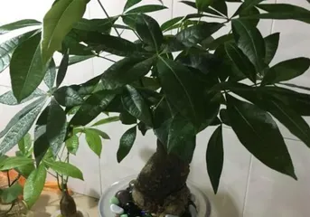 Cultivation Tips for Hydroponic Lucky Bamboo (How to Make Hydroponic Lucky Bamboo More Thriving?)2