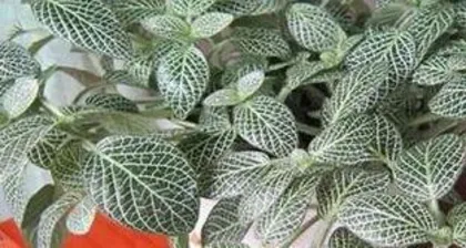 How to water Calathea, key steps and techniques for scientific watering