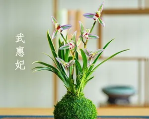 The flowering time and care knowledge of Jian Lan flowers