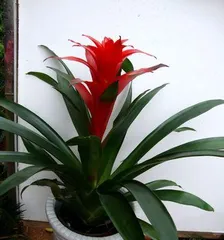 How to Nurture Good Fortune, Unveiling the Wellness Wisdom in Traditional Customs