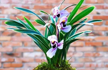 The flowering time and care knowledge of Jian Lan flowers1