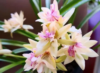 The flowering time and care knowledge of Jian Lan flowers2