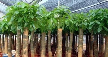 Care Guide for Money Tree (Potting Time, Fertilizer, Watering, Pruning, Light, Temperature, Pest and Disease Control, Propagation Methods)0