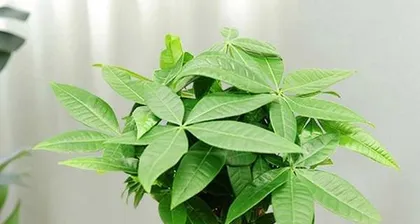 Care Guide for Money Tree (Potting Time, Fertilizer, Watering, Pruning, Light, Temperature, Pest and Disease Control, Propagation Methods)1