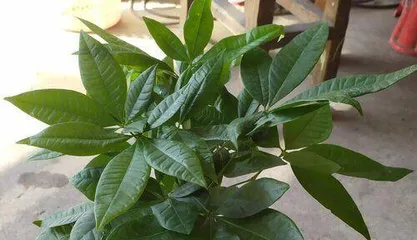Care Guide for Money Tree (Potting Time, Fertilizer, Watering, Pruning, Light, Temperature, Pest and Disease Control, Propagation Methods)2
