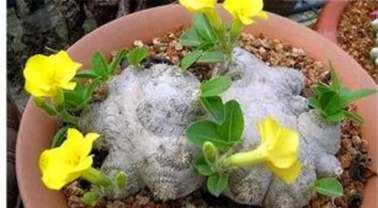 How to raise a Whiskerfish, from growth habits to daily management skills