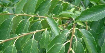How to grow Oleander? (From selection to care, teach you to grow a beautiful garden.)1