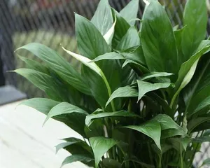 What is the symbolism of white hands? A symbol of purity and good fortune, a messenger delivering good wishes.