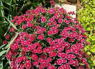 What season do caryophyllus flowers bloom, and the peak blooming period and care tips of caryophyllus flowers