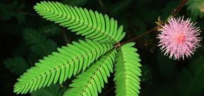 How to Grow Mimosa: A Comprehensive Guide from Planting to Application