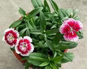 What season do caryophyllus flowers bloom, and the peak blooming period and care tips of caryophyllus flowers1