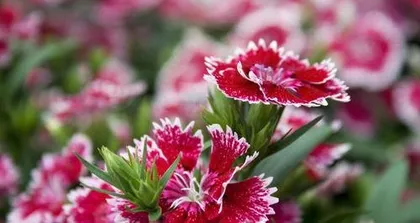 What season do caryophyllus flowers bloom, and the peak blooming period and care tips of caryophyllus flowers2