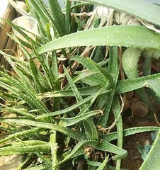 How to pot Dendrobium officinale, a comprehensive guide from pot selection to care