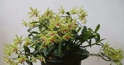 How to pot Dendrobium officinale, a comprehensive guide from pot selection to care1