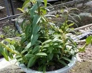 How to pot Dendrobium officinale, a comprehensive guide from pot selection to care2