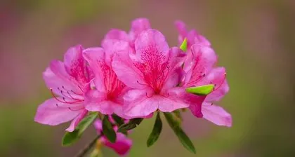 What does the azalea represent? It is an envoy symbolizing perseverance and love.