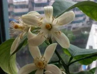 How to distinguish between male and female flowers of potted lemons, identification and propagation techniques of female and male flowers of potted lemons