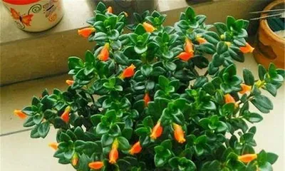 How to prune the Pothos plant to promote growth and enhance its shape