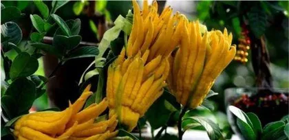 How to plant Buddha's hand, from site selection and land preparation to maintenance and management