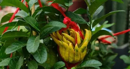 How to plant Buddha
