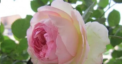 What are the reasons why rose bushes don