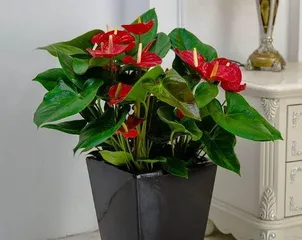 How to transplant Anthurium in winter, winter Anthurium transplanting techniques and care guide