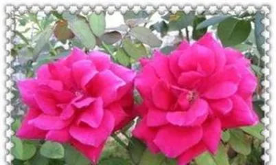 What are the reasons why rose bushes don