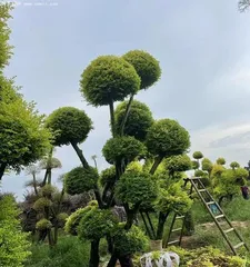 Creating an evergreen garden, these tree species are essential! (Choose suitable evergreen tree varieties to build a beautiful garden)