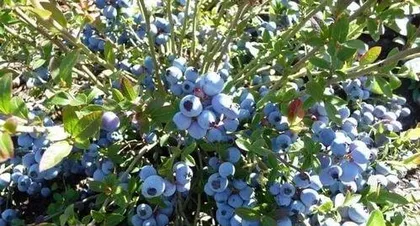How to grow and care for blueberries? The secrets from planting to harvest2