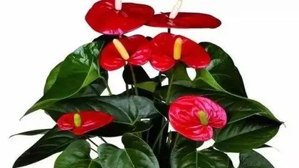 How to transplant Anthurium in winter, winter Anthurium transplanting techniques and care guide1