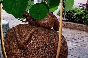 How to grow a tortoise shell plant, planting techniques and care guide