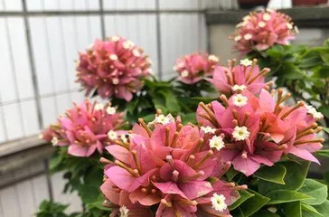 What are the common reasons why bougainvillea doesn't bloom, and solutions?