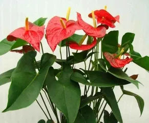 How to transplant Anthurium in winter, winter Anthurium transplanting techniques and care guide2