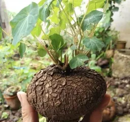 How to grow a tortoise shell plant, planting techniques and care guide1