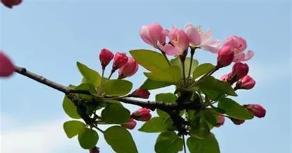 Plants Representing Etiquette (From Flowers to Trees, Looking at Common Plants in Etiquette)0