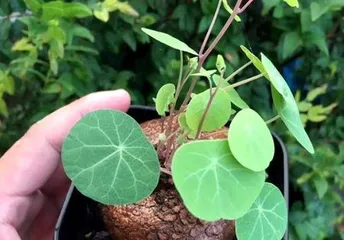 How to grow a tortoise shell plant, planting techniques and care guide2