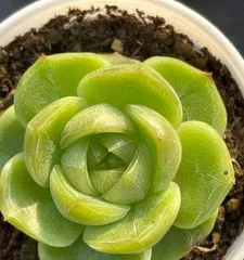Plants Representing Etiquette (From Flowers to Trees, Looking at Common Plants in Etiquette)1