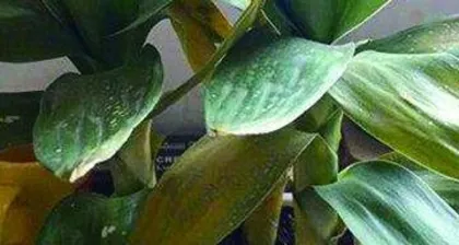 What to do if the leaves of the lotus bamboo turn yellow, "Comprehensive analysis of the causes and solutions for yellowing leaves of lotus bamboo"