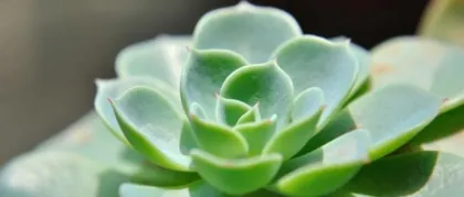 Plants Representing Etiquette (From Flowers to Trees, Looking at Common Plants in Etiquette)2