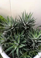 How to grow Streptocarpus (to achieve a full pot)? (From choosing to bloom to daily care, these tips must be mastered!)1