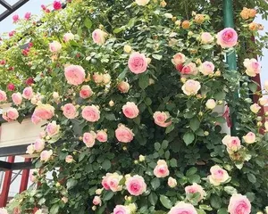 What are the differences between shrub roses and climbing roses? Shrub and climbing, different styles and colors of charm