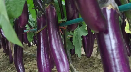 How to propagate Chlorophytum comosum: Detailed explanation of three methods - sowing, division, and cuttings