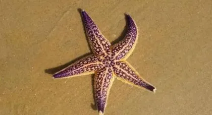 How do starfish reproduce? Unveiling the mysteries of starfish reproduction