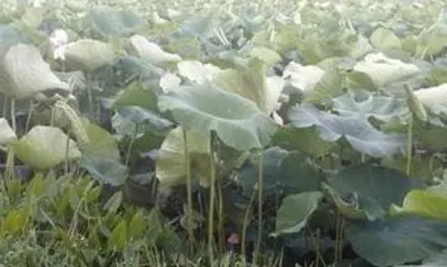 What flowers like to be watered with milk? Unveiling the care tips for milk-loving flowers1