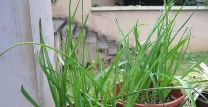 How long does it take to eat garlic sprouts? From sowing to tasting, it takes only a few weeks.