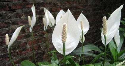 How to divide an orchid grown hydroponically, easily propagate more lush greenery