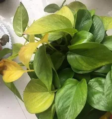 What are the reasons for the yellowing of pothos leaves? Analysis of the causes of pothos leaf yellowing and care tips